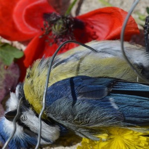 Photo de profil de Coquelicot Carabine